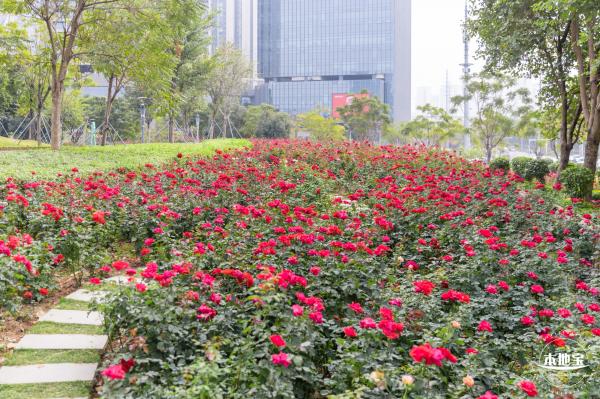 光明月季花海