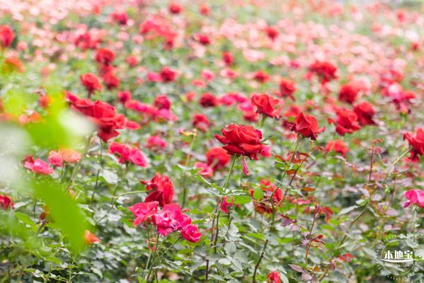 光明月季花海