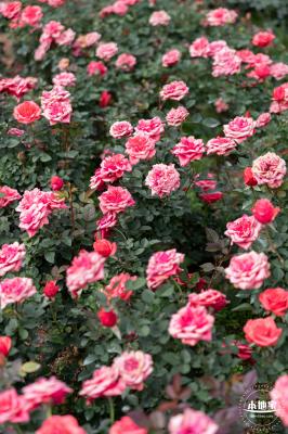 光明月季花海