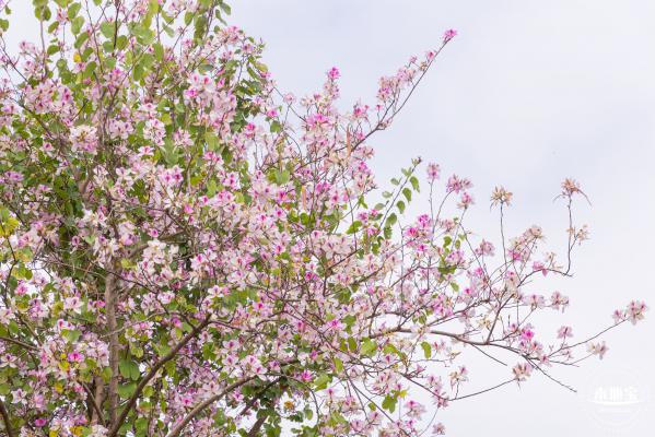 光明月季花海