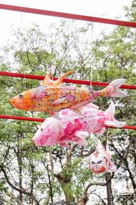 荷兰花卉小镇郁金香