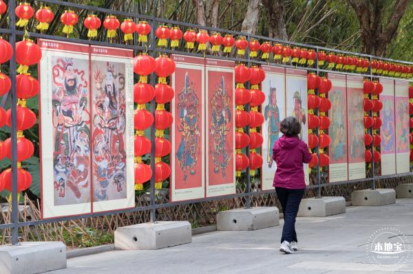 观澜油菜花海