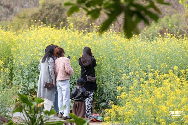 观澜油菜花海