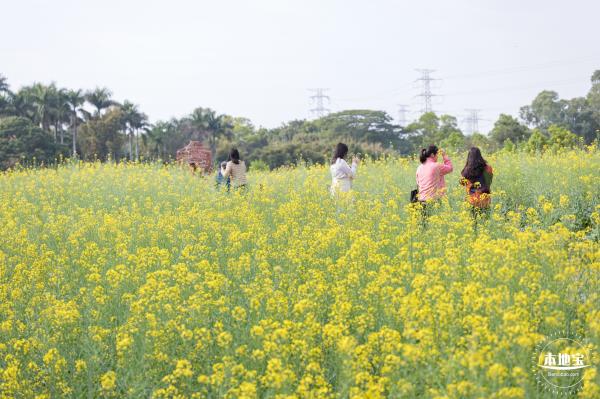 观澜油菜花海