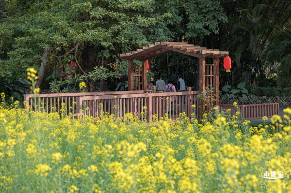 观澜油菜花海