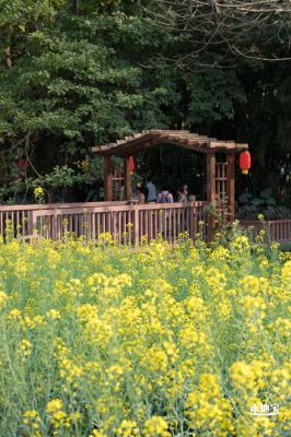 观澜油菜花海