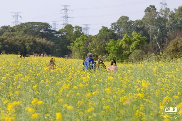观澜油菜花海
