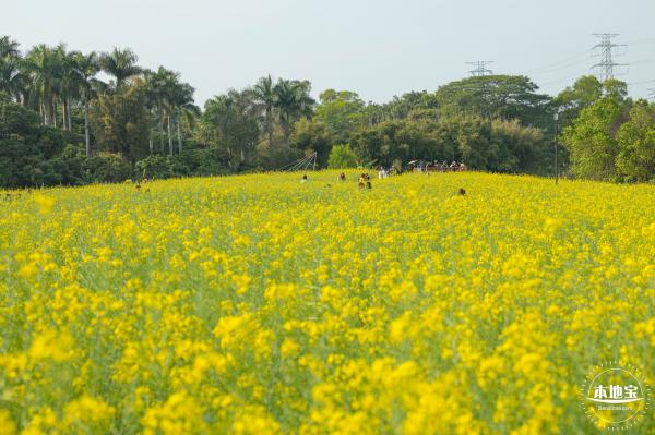 观澜油菜花海