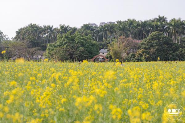 观澜油菜花海