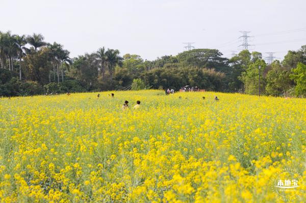 观澜油菜花海