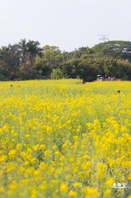 观澜油菜花海