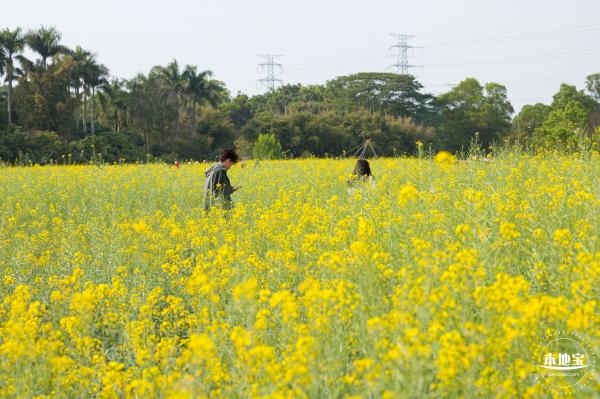 观澜油菜花海