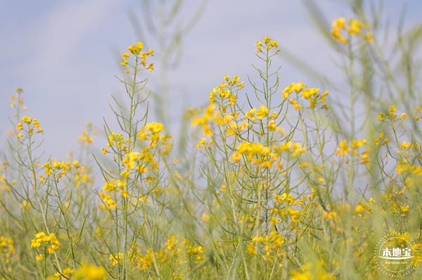 观澜油菜花海