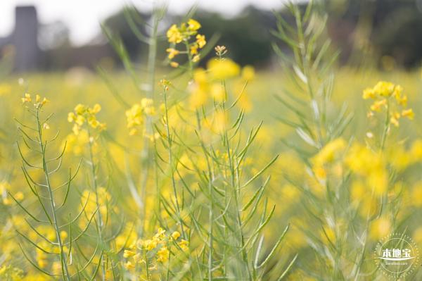 观澜油菜花海