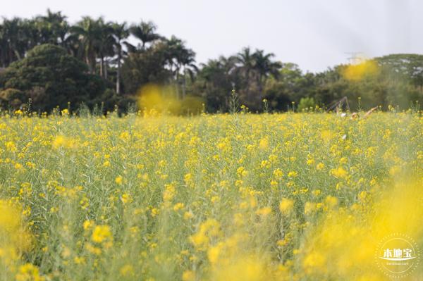观澜油菜花海