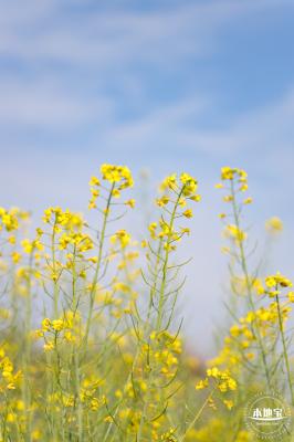观澜油菜花海