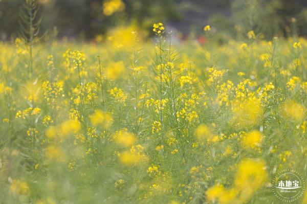 观澜油菜花海