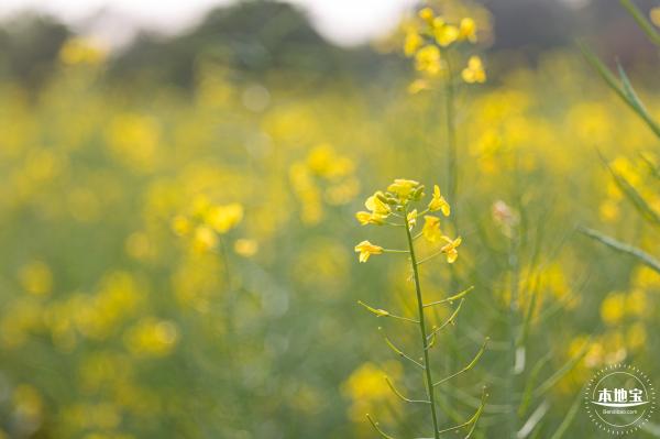 观澜油菜花海