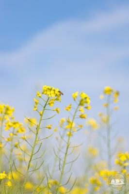 观澜油菜花海