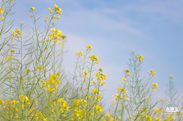 观澜油菜花海