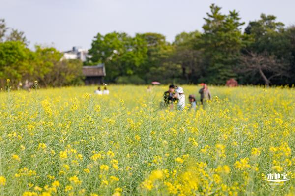 观澜油菜花海