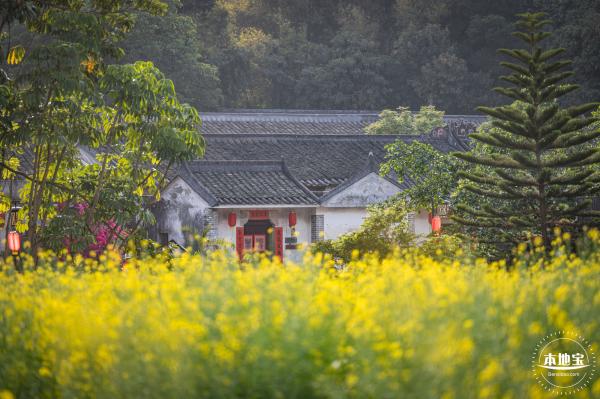 观澜油菜花海