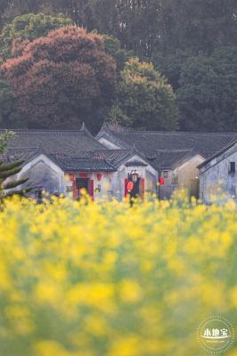 观澜油菜花海