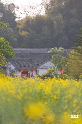 观澜油菜花海