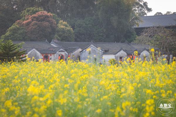 观澜油菜花海