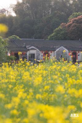 观澜油菜花海