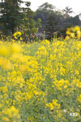 观澜油菜花海