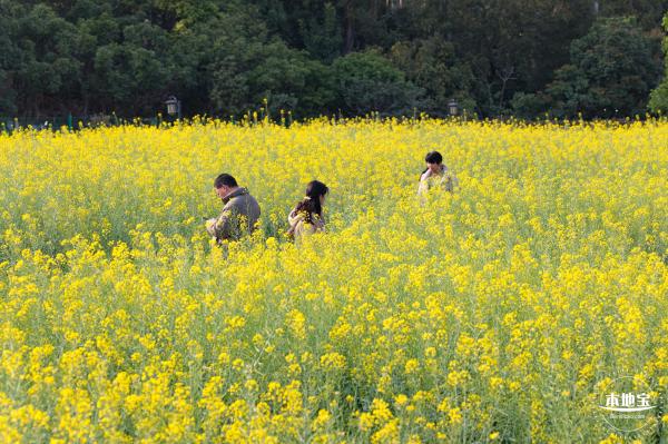 观澜油菜花海