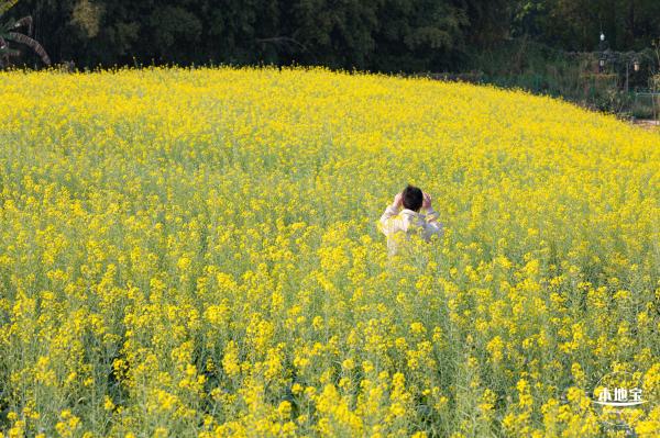 观澜油菜花海