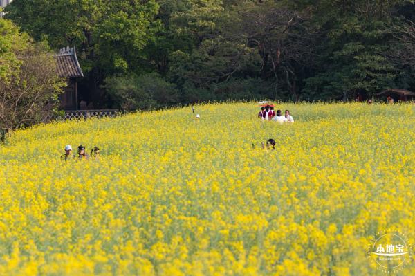 观澜油菜花海