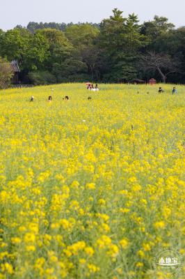 观澜油菜花海