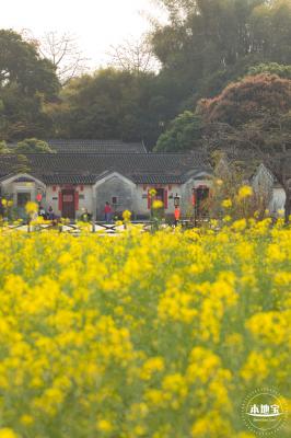 观澜油菜花海