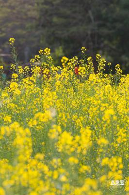 观澜油菜花海