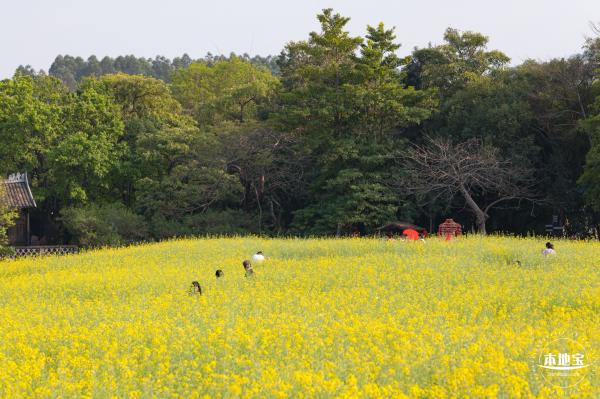 观澜油菜花海