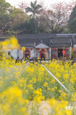 观澜油菜花海