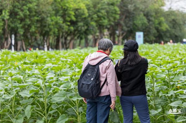 市民中心向日葵