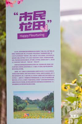 市民中心向日葵