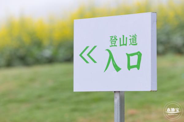 华大万物-油菜花