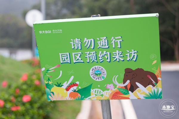华大万物-油菜花