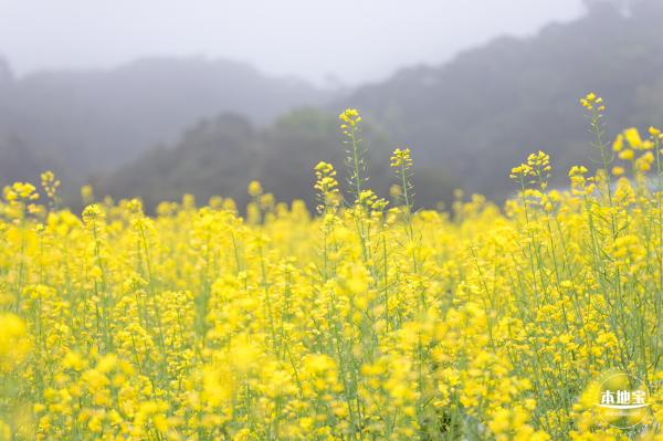 华大万物-油菜花