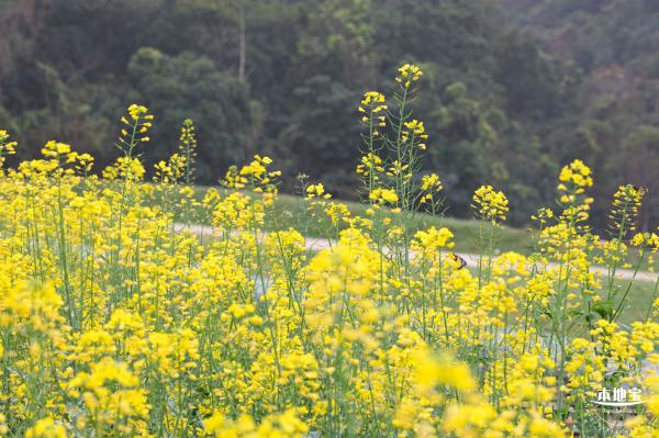 华大万物-油菜花
