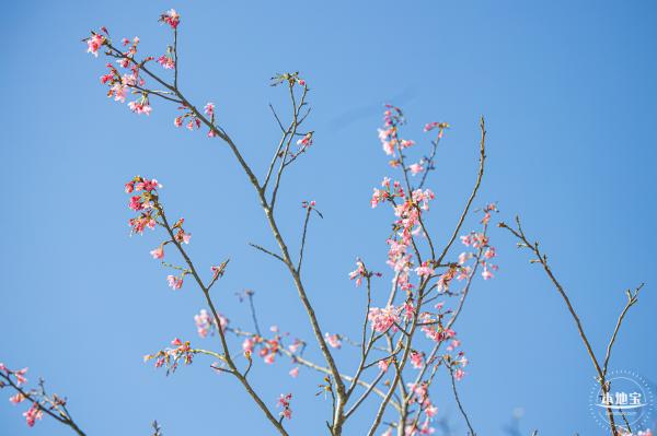 小三洲樱花