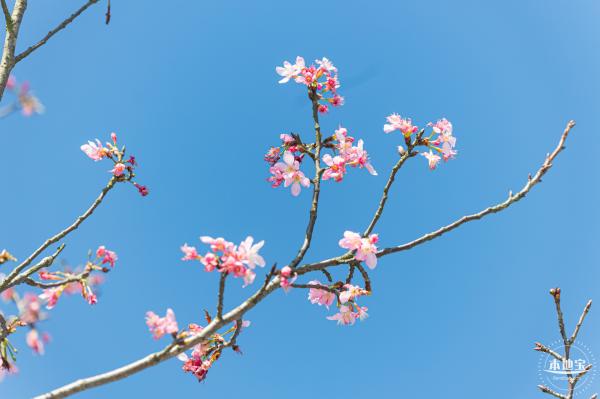 小三洲樱花