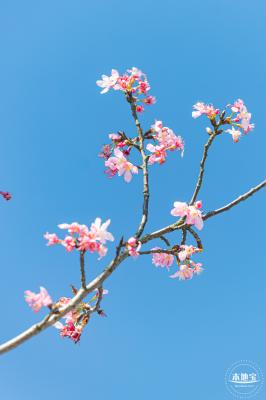 小三洲樱花