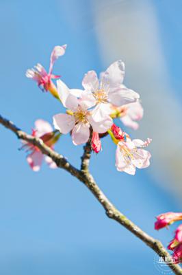 小三洲樱花
