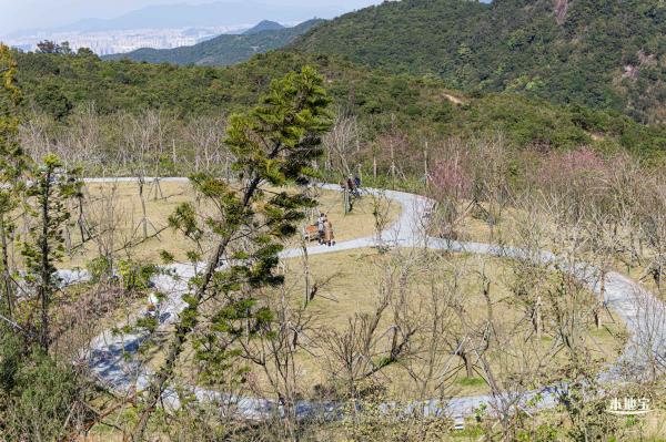 小三洲樱花